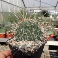 Opuntia polyacantha var. trichophora (dw)