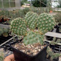 Opuntia polyacantha cv. Nord Dakota (dw)