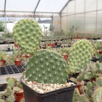 Opuntia polyacantha cv. Nord Dakota (dw)