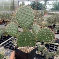 Opuntia polyacantha cv. Nord Dakota (dw)