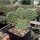 Opuntia polyacantha cv. Nord Dakota (dw)