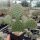 Opuntia polyacantha cv. Nord Dakota (dw)