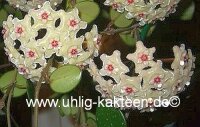 Hoya cv. Mathilde
