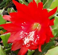 Epiphyllum-Hybr. Orange Watersrand