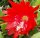 Epiphyllum-Hybr. Orange Watersrand
