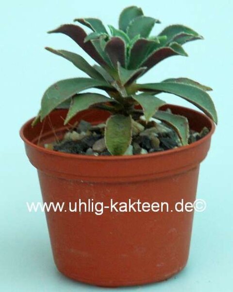 Aeonium Green