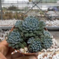 Echeveria setosa var. deminuta cv. Rundellii