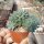 Echeveria setosa var. deminuta cv. Rundellii