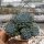 Echeveria setosa var. deminuta cv. Rundellii
