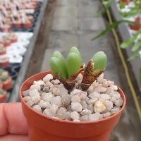 Conophytum bilobum ssp. altum