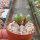 Conophytum bilobum ssp. altum