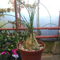 Albuca spec. nov.  (aff. humilis) Lav. 26172