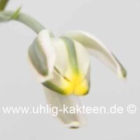 Albuca spec. nov.  (aff. humilis) Lav. 26172
