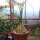 Albuca spec. nov.  (aff. humilis) Lav. 26172