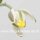 Albuca spec. nov.  (aff. humilis) Lav. 26172