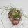 Albuca spec. nov.  (aff. humilis) Lav. 26172