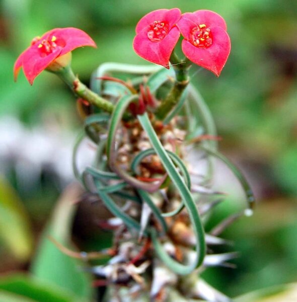 Euphorbia gottlebei