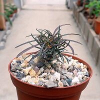 Euphorbia gottlebei