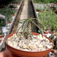 Euphorbia gottlebei