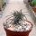 Euphorbia gottlebei