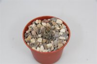 Turbinicarpus schmiedickeanus v. rubriflorus VM 805...