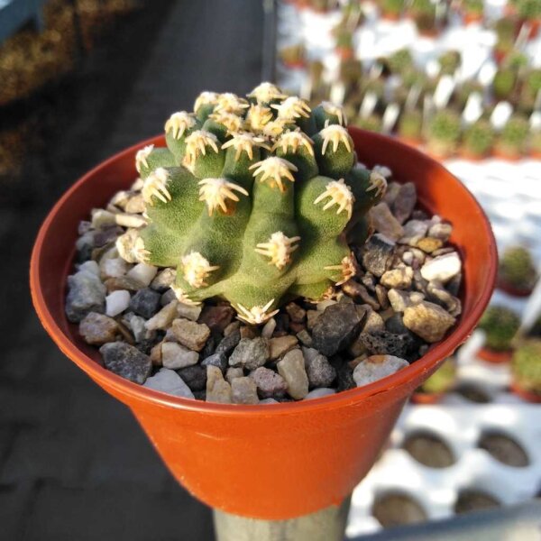 Pygmaeocereus bieblii