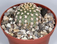 Pygmaeocereus bieblii