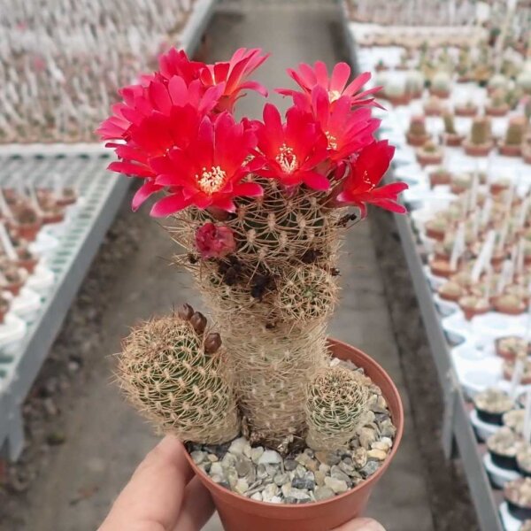 Sulcorebutia breviflora v. Blüte rot L 314