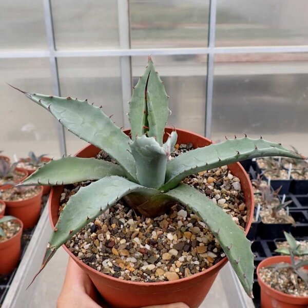Agave parryi LZ 2076  (dw)