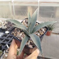 Agave parryi LZ 2076  (dw)