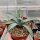 Agave parryi LZ 2076  (dw)
