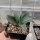 Agave parryi LZ 2076  (dw)