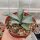 Agave parryi LZ 2076  (dw)
