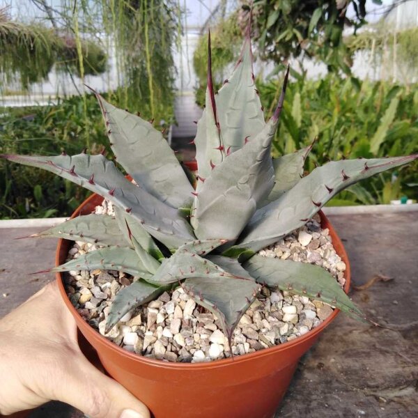 Agave neomexicana LZ 2081  (dw)
