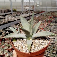 Agave neomexicana LZ 2081  (dw)