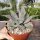 Agave neomexicana LZ 2081  (dw)