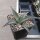 Agave neomexicana LZ 2081  (dw)
