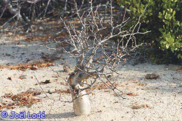 Bursera hindsiana Mexiko