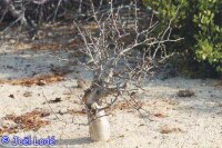 Bursera hindsiana Mexiko