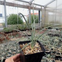 Yucca baileyi v. intermedia LZ 2085  (dw)