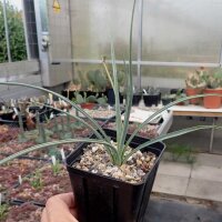 Yucca baileyi v. intermedia LZ 2085  (dw)