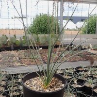 Yucca baileyi v. intermedia LZ 2085  (dw)
