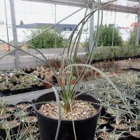 Yucca baileyi v. intermedia LZ 2085  (dw)