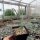 Yucca baileyi v. intermedia LZ 2085  (dw)