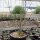 Yucca baileyi v. intermedia LZ 2085  (dw)