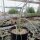 Yucca baileyi v. intermedia LZ 2085  (dw)
