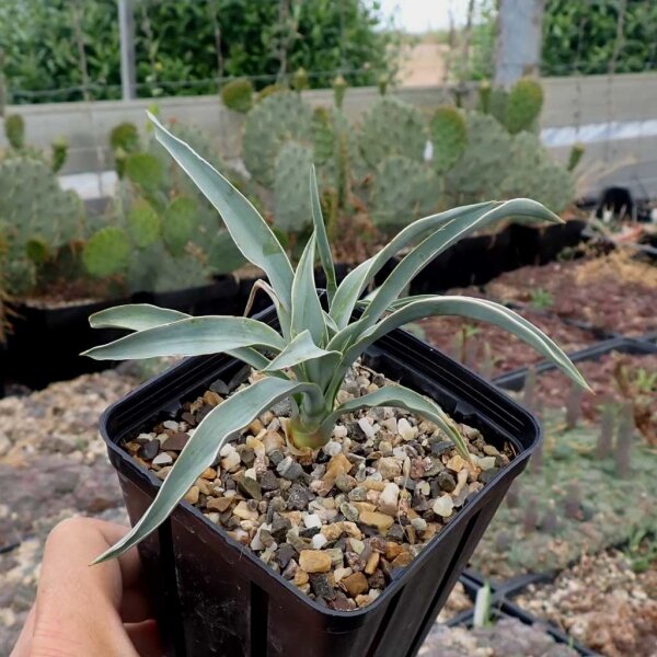 Yucca nana LZ 2027  (dw)