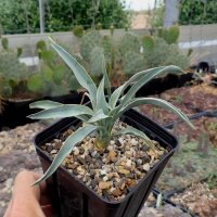 Yucca nana LZ 2027  (dw)