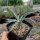 Yucca nana LZ 2027  (dw)