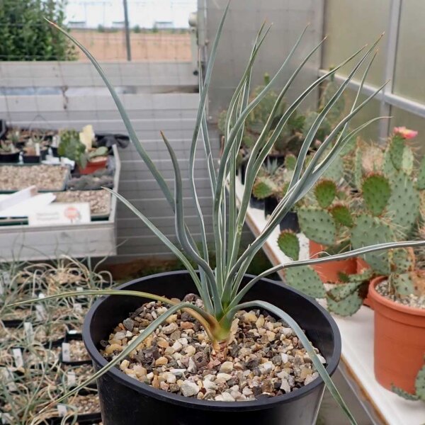 Yucca baileyi v.baileyi LZ 2086  (dw)